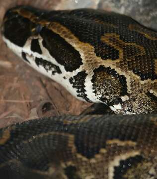 Image of African rock python