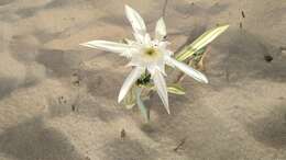 Imagem de Pancratium maritimum L.