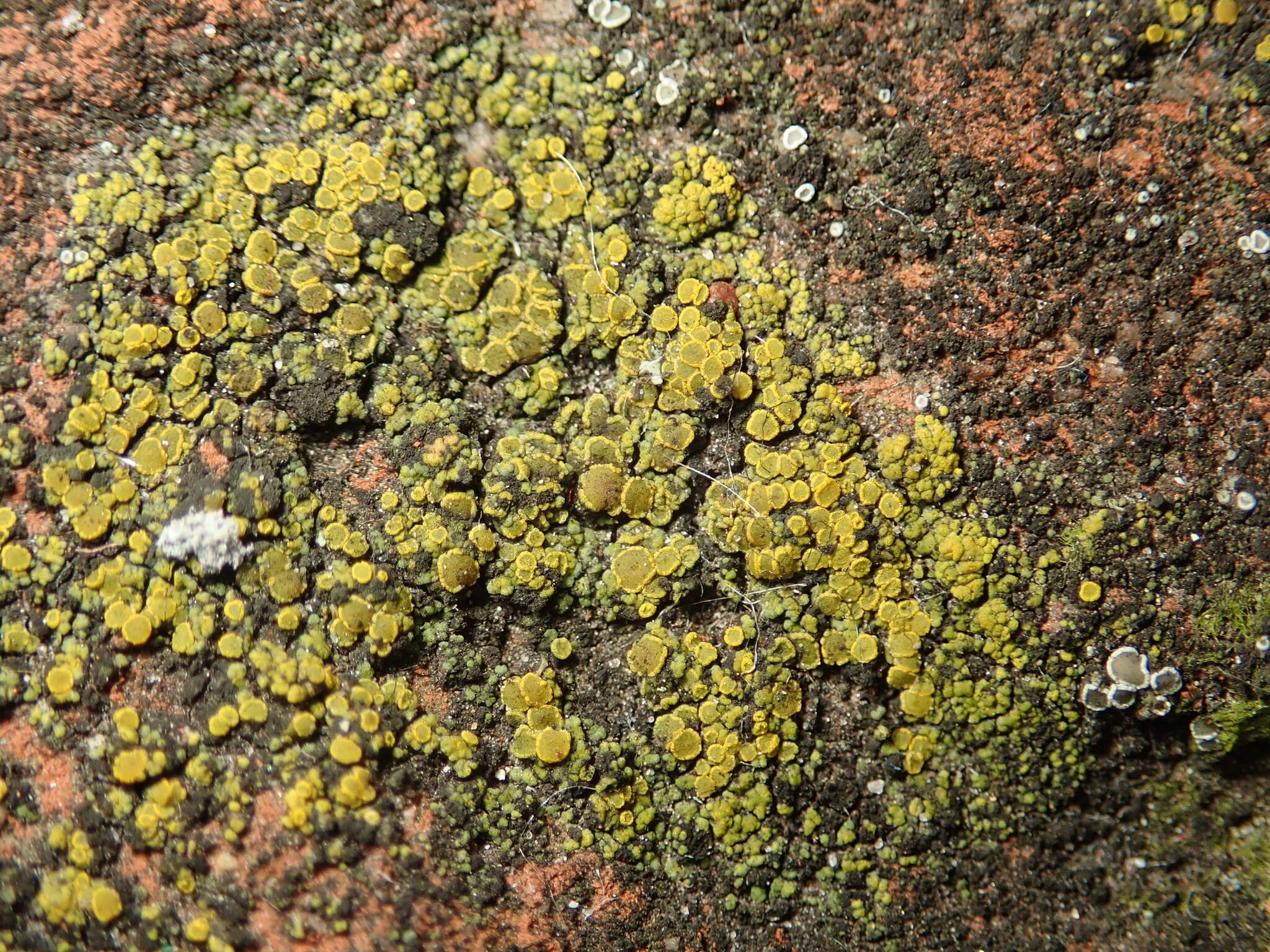 Image of eggyolk lichen