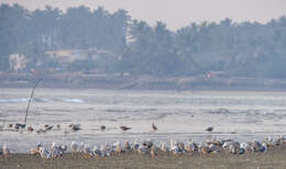 Image of Lesser Black-backed Gull