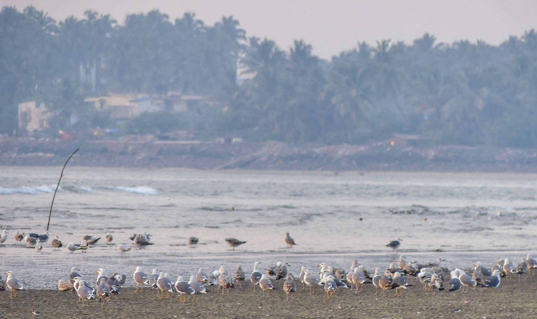 Image of Lesser Black-backed Gull