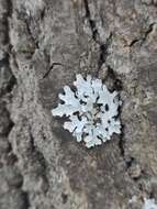 Image of Hammered shield lichen