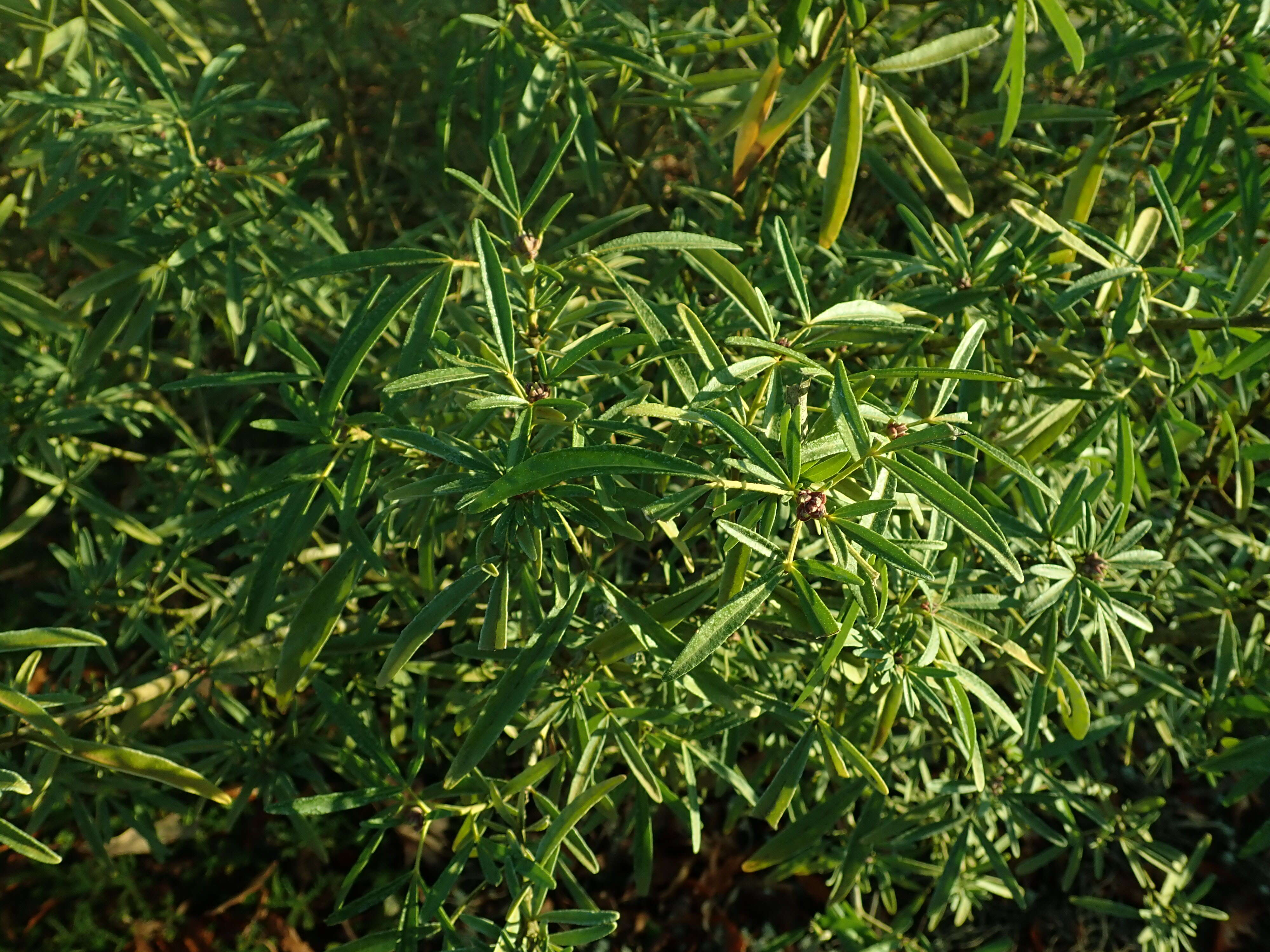 Image of Mexican Orange Blossom