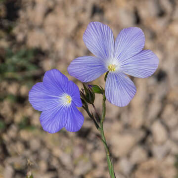 Image of Blue flax