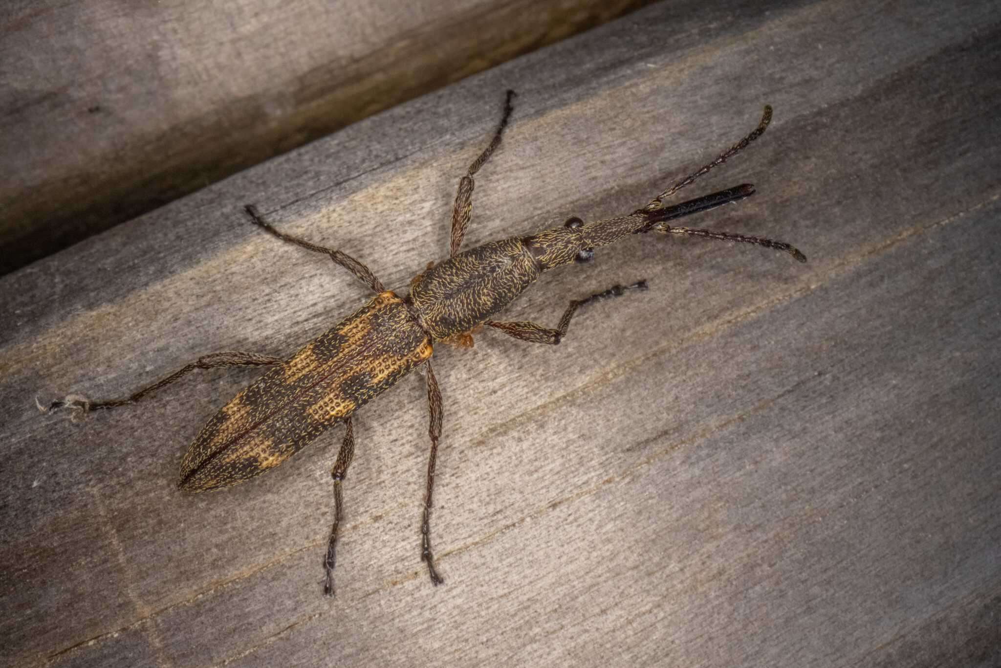 Image of Giraffe weevil