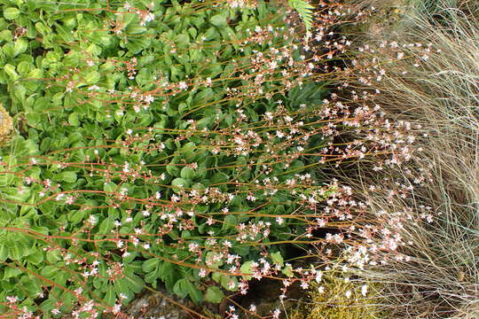 Image of Saxifraga umbrosa L.