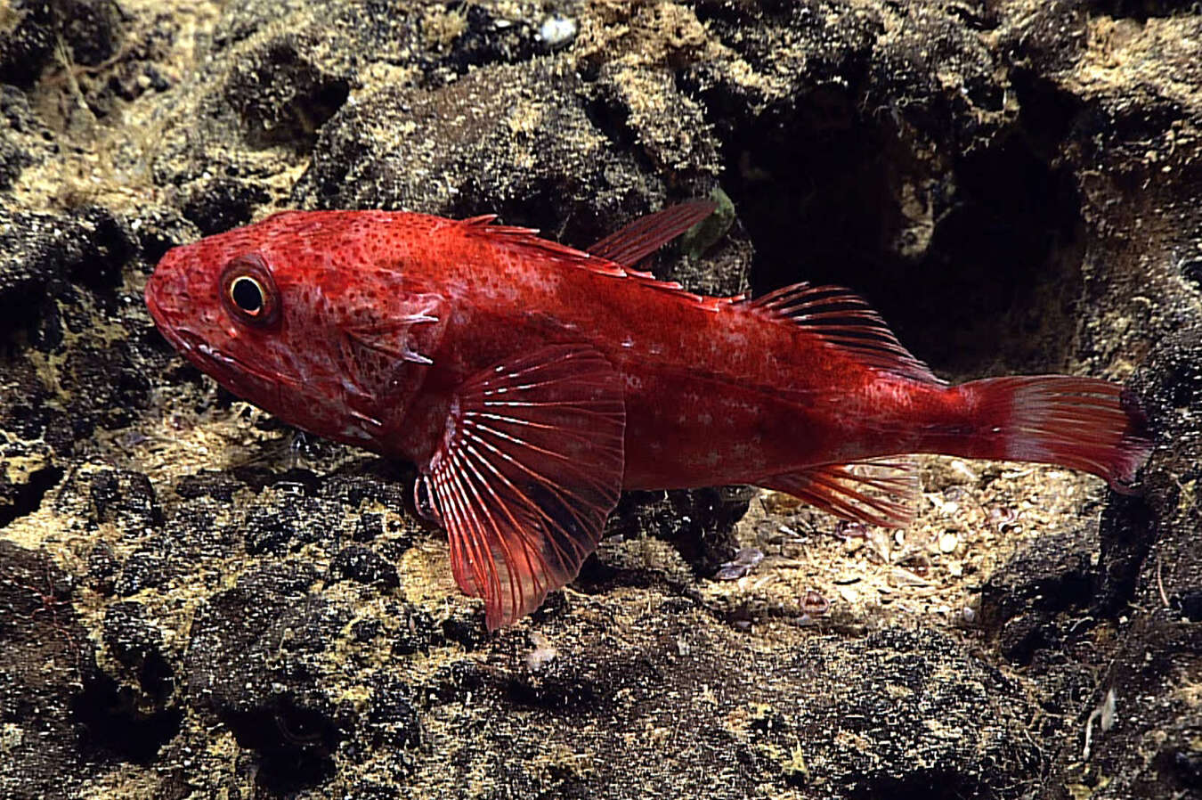 Image of deep-sea bristly scorpionfishes