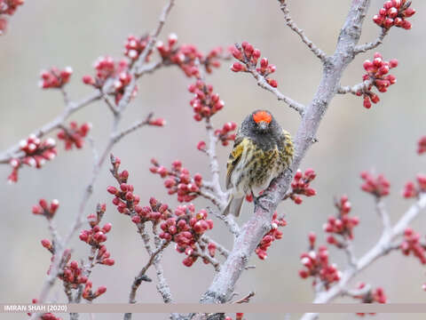 Image of Fire-fronted Serin