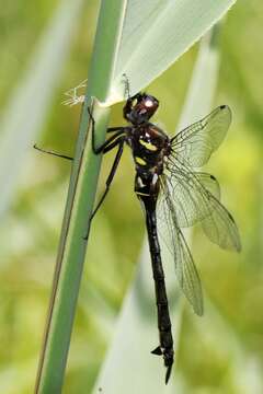 Image of Ski-tipped Emerald