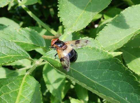 Image of gread pied hoverfly