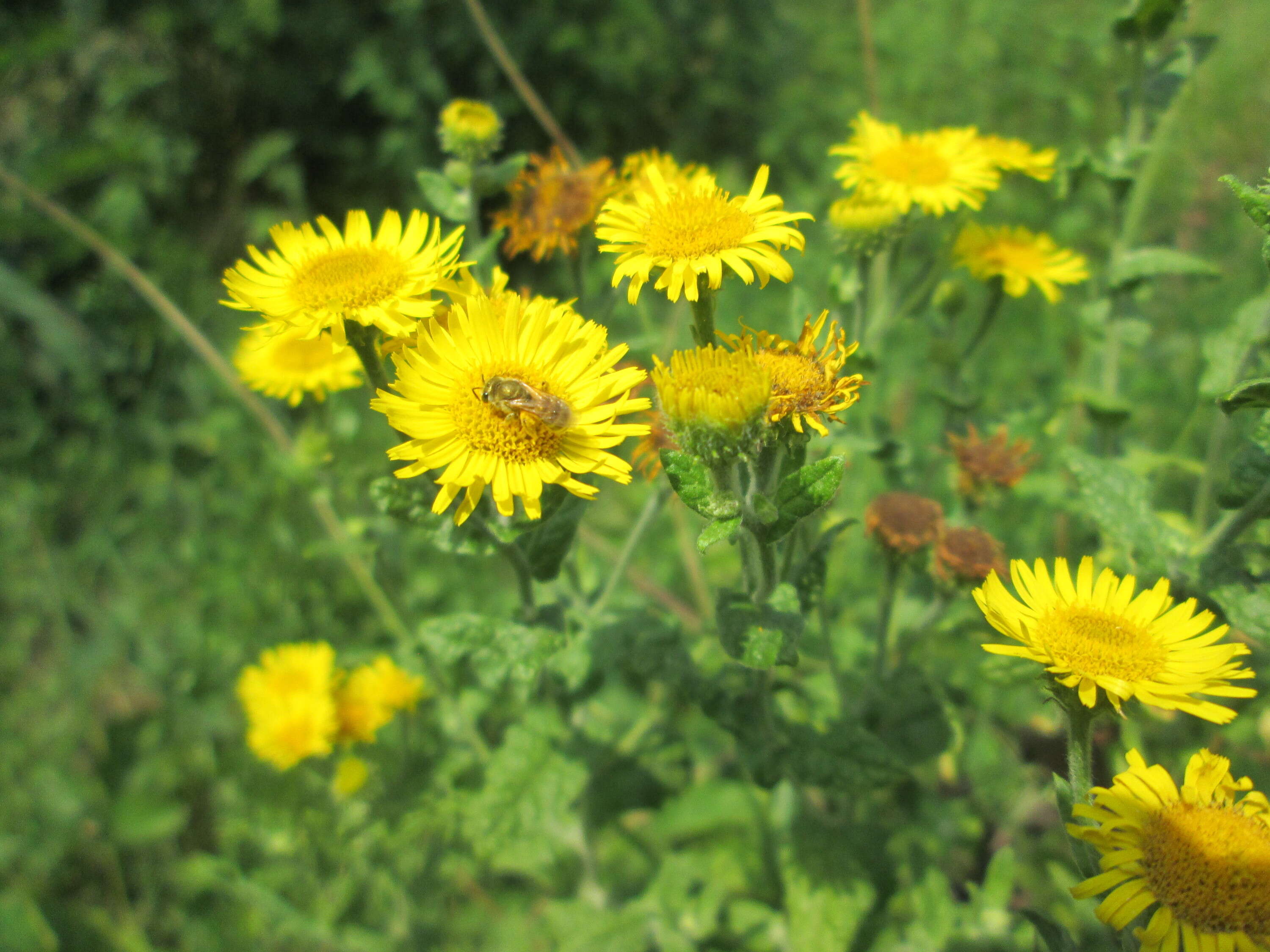 Image of common fleabane