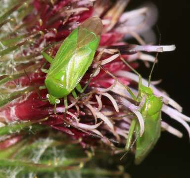 Image of Lygocoris