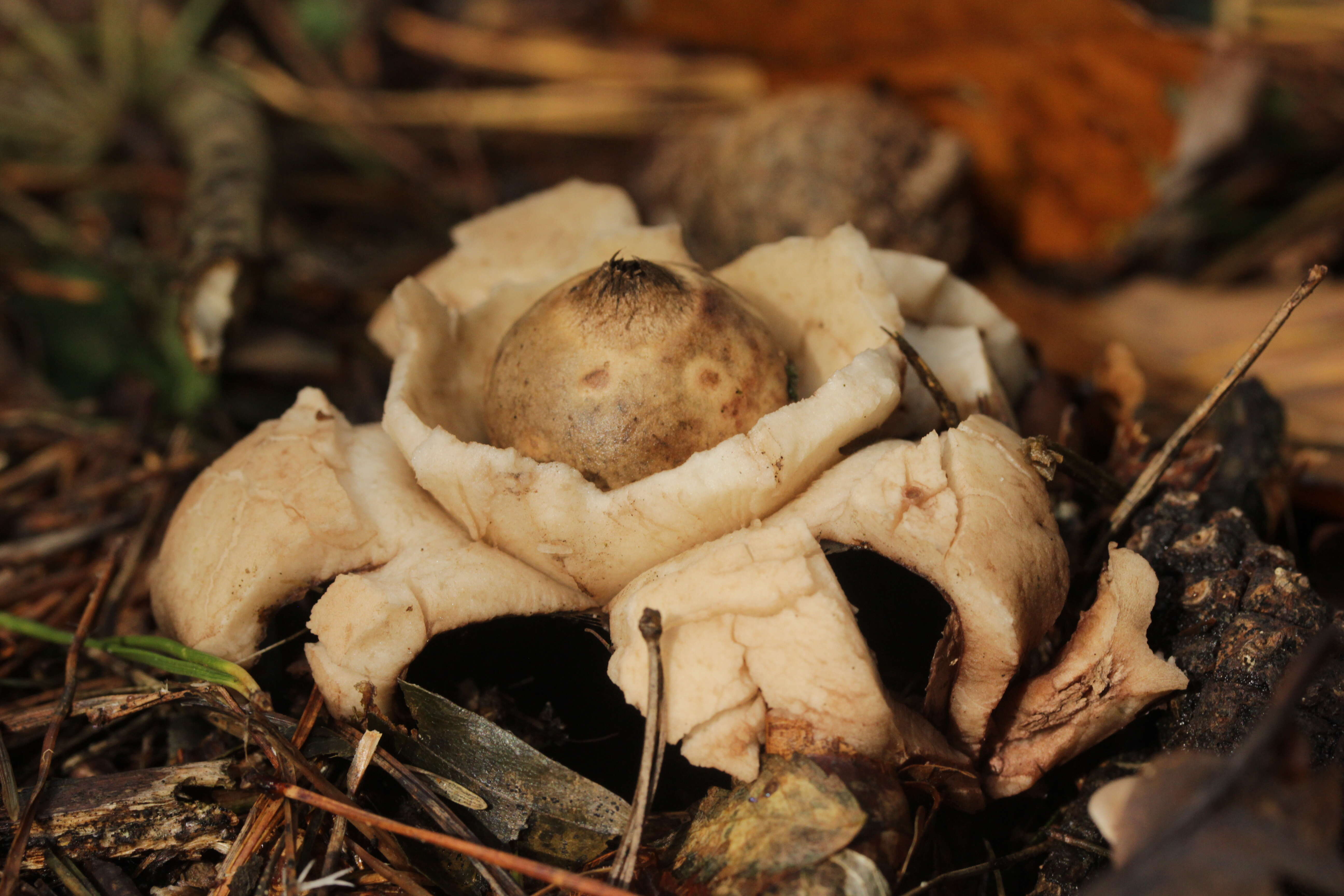 Image of Collared Earthstar