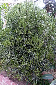 Image of large-toothed euphorbia