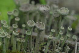 Image of cup lichen