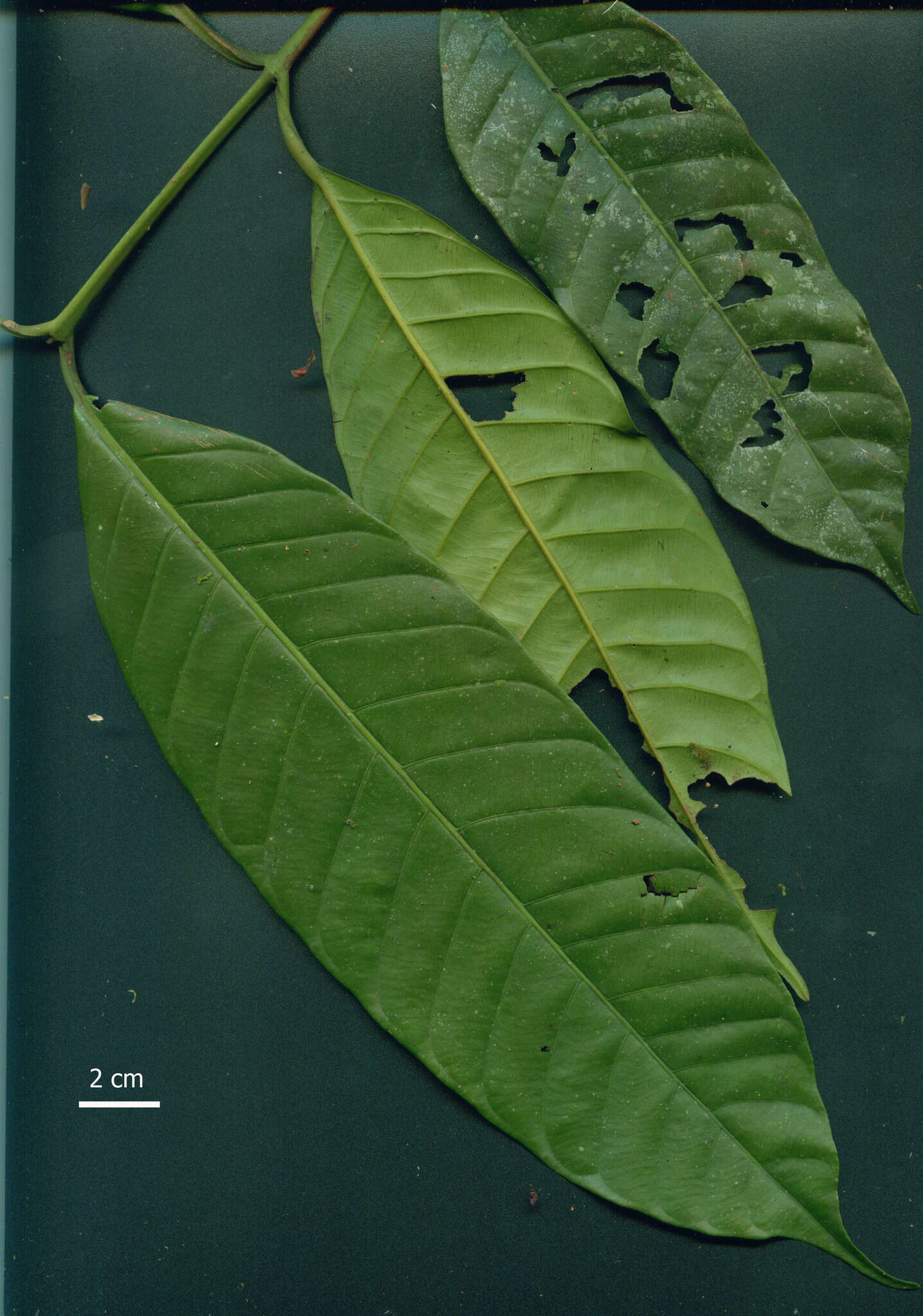 Image of Calophyllaceae