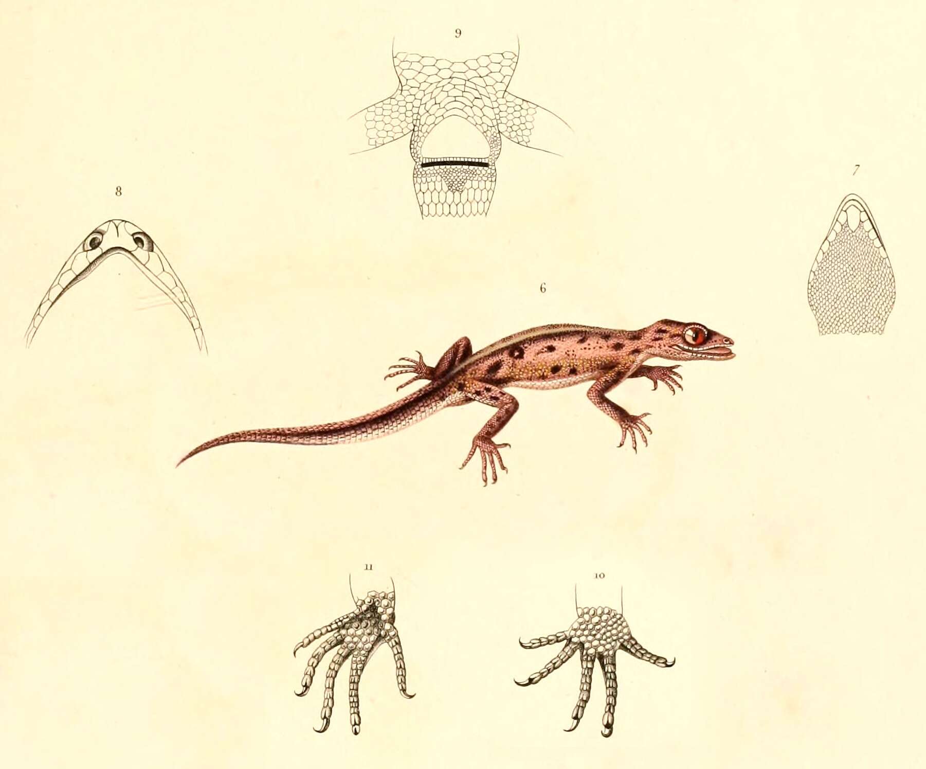 Image of South American Leaf-toed Gecko