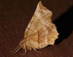 صورة Selenia alciphearia Walker 1860