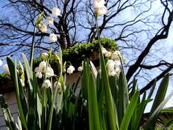 Image of Snowflake plants