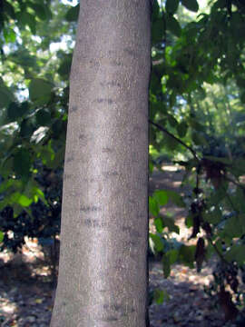 Image of Cornus capitata subsp. angustata (Chun) Q. Y. Xiang