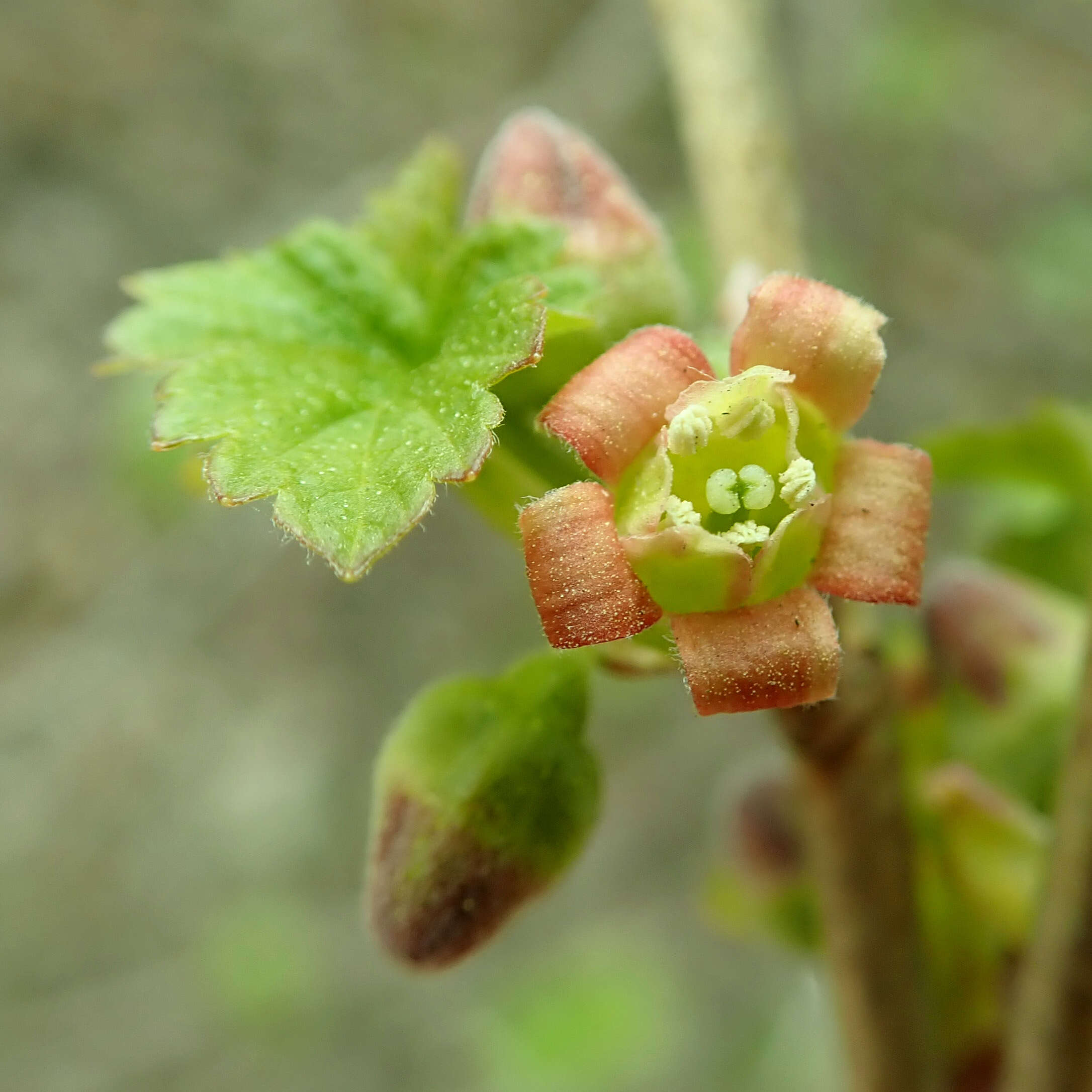 Image of Black Currant