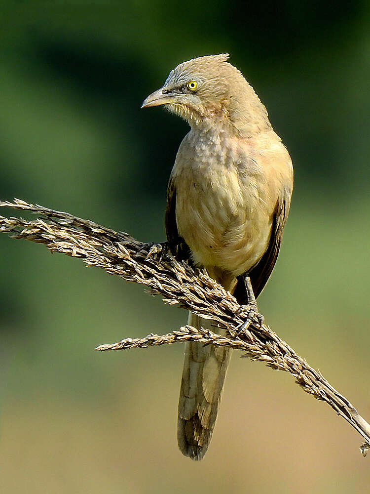 Image of Large Grey Babbler