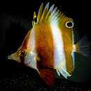 Image of Deep-blackfin butterflyfish