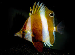 Image of Deep-blackfin butterflyfish