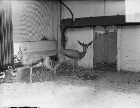 Image of Arabian Gazelle