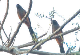 Image of Andaman Treepie