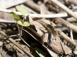 Image of Large bee-fly