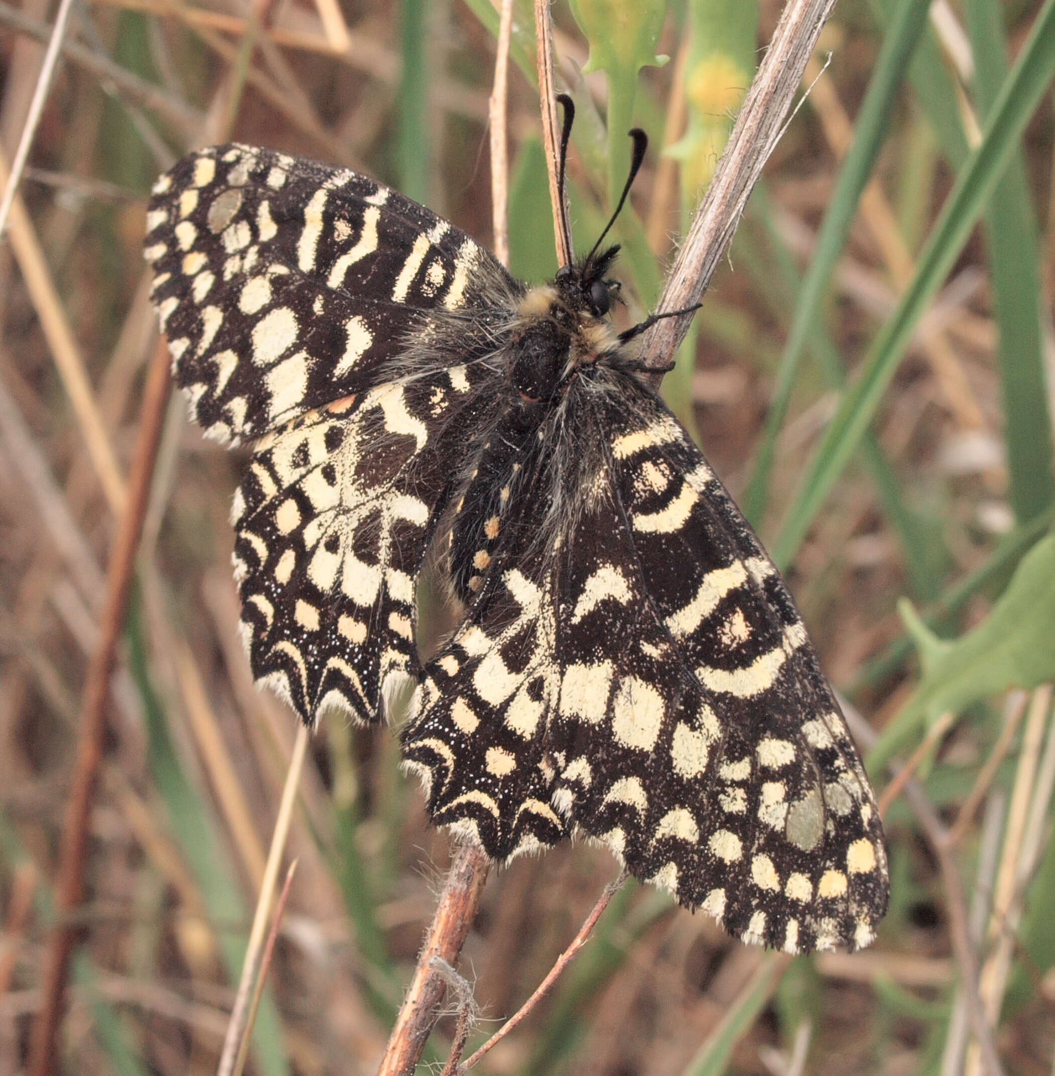 Image of Zerynthia rumina (Linnaeus 1758)