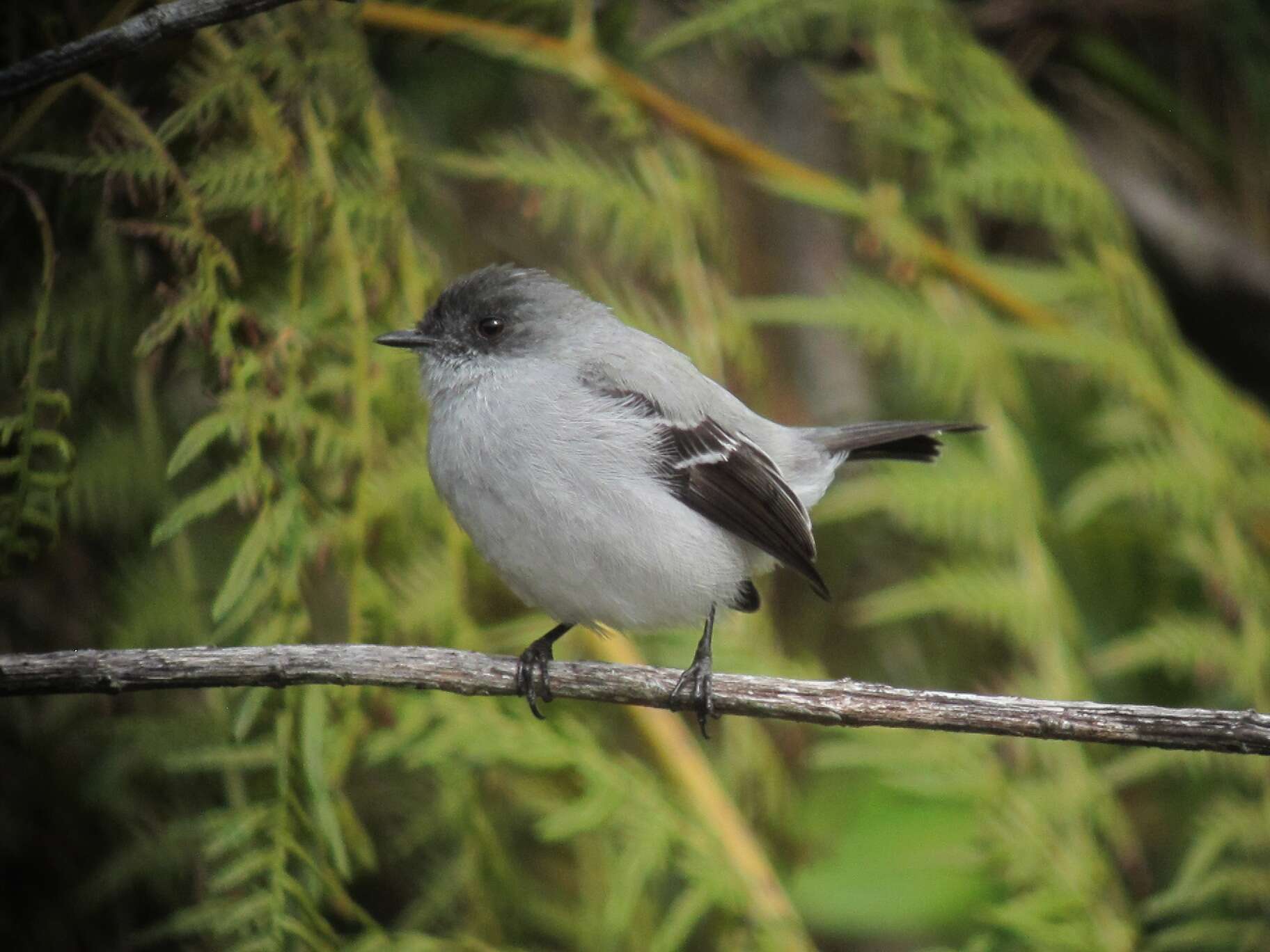 Image of Torrent Tyrannulet