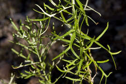 Image de Artemisia carruthii Alph. Wood ex Carruth.