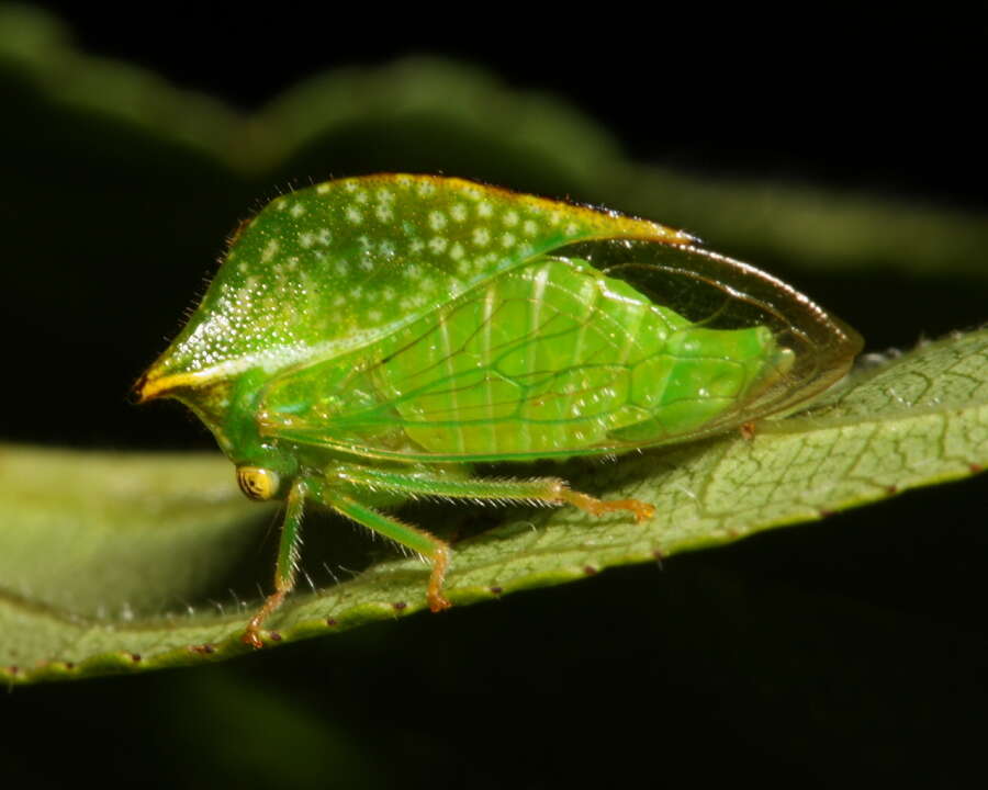 Image of treehoppers