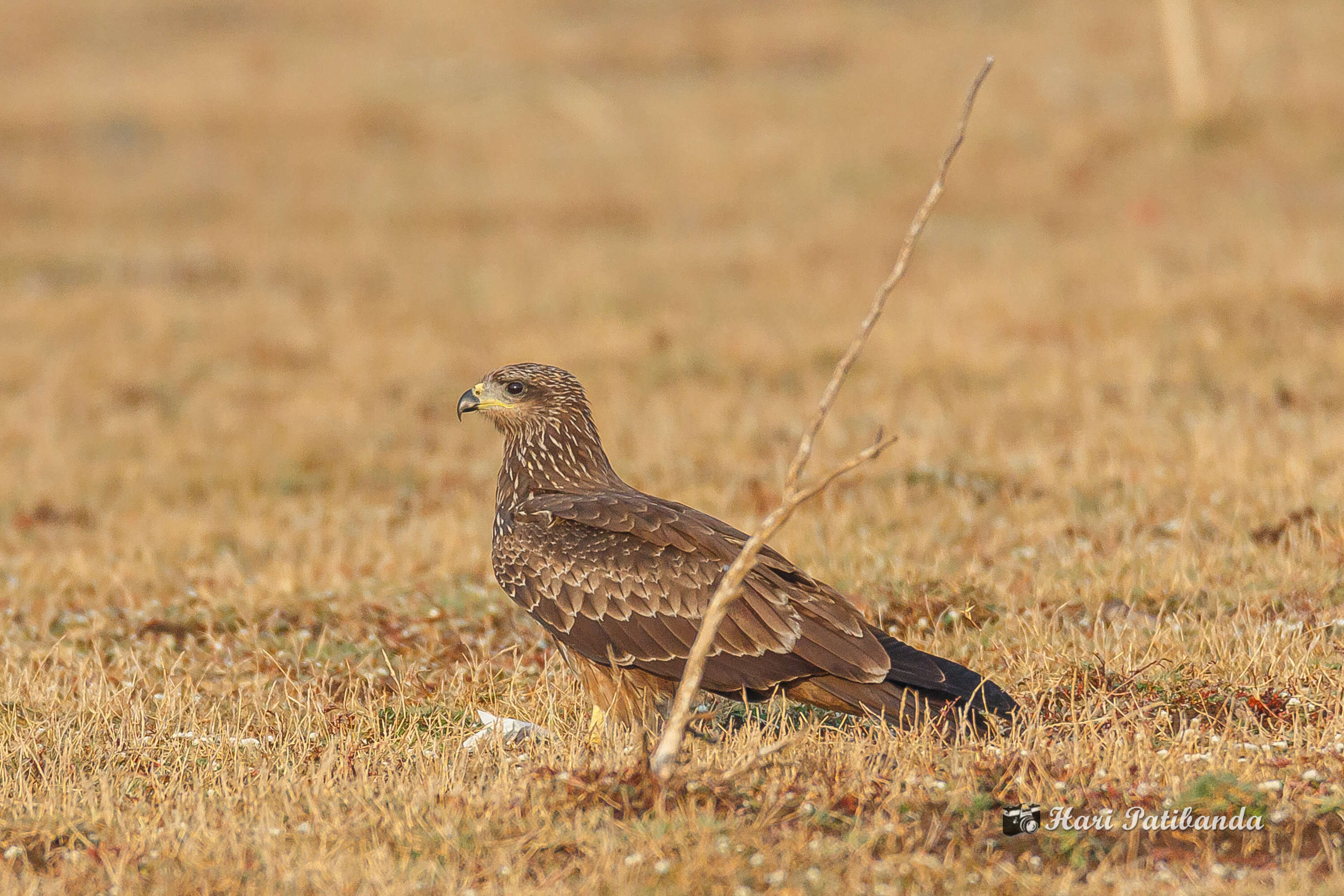 Image of Black Kite