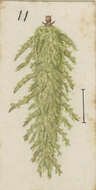 Image of Mallobathra lapidosa Meyrick 1914