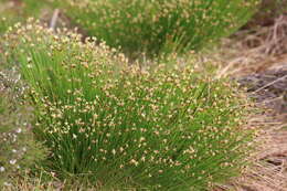 Image of Deergrass