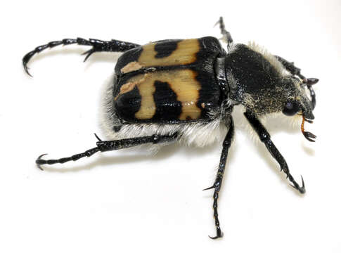 Image of Bee beetle