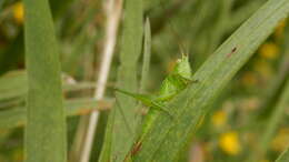 Image of Slender Meadow Katydid