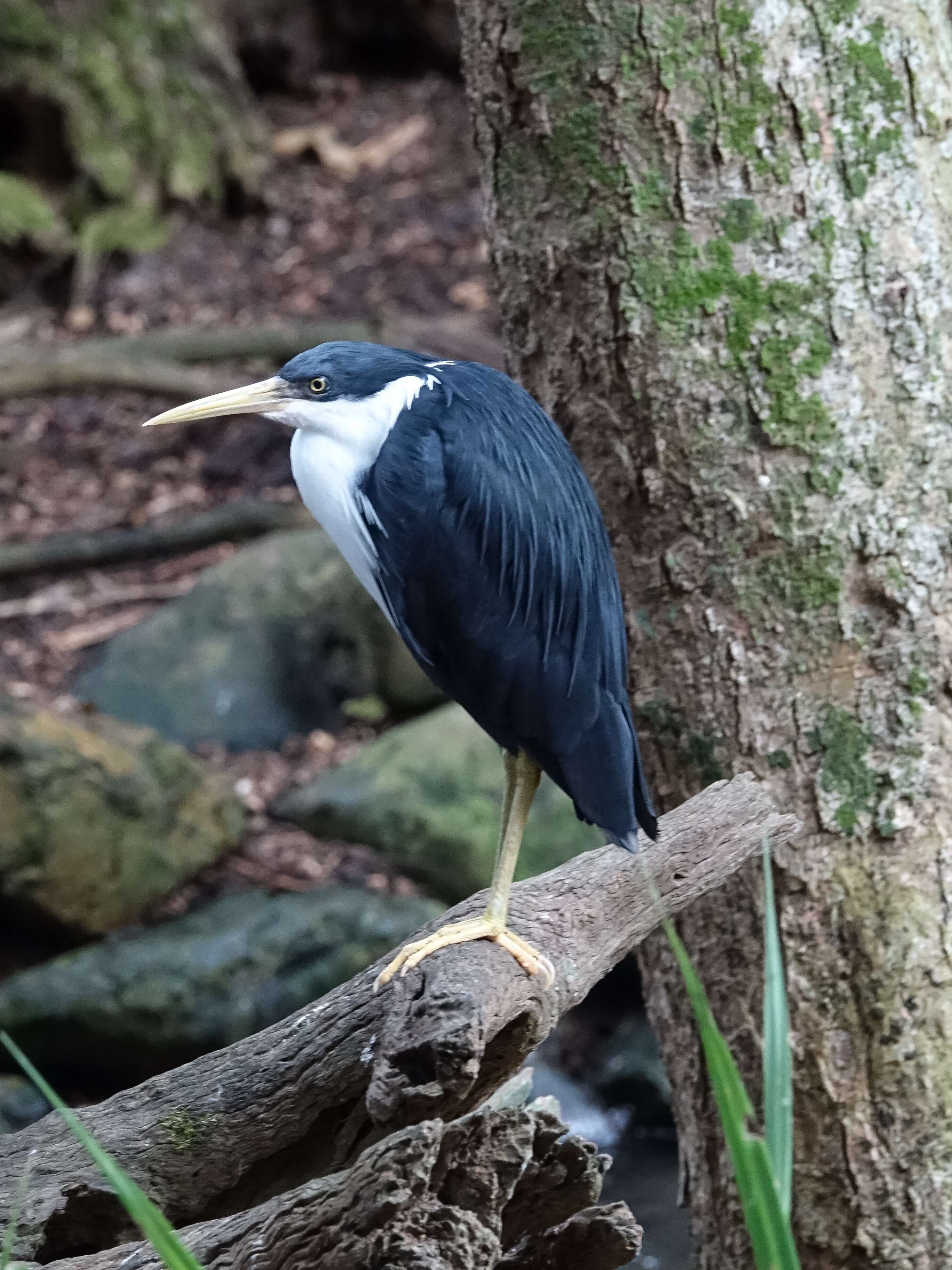 Imagem de Egretta picata (Gould 1845)