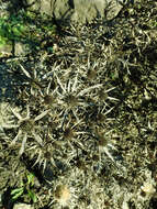 Image of amethyst eryngo