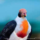 Image of Flame-breasted Fruit Dove