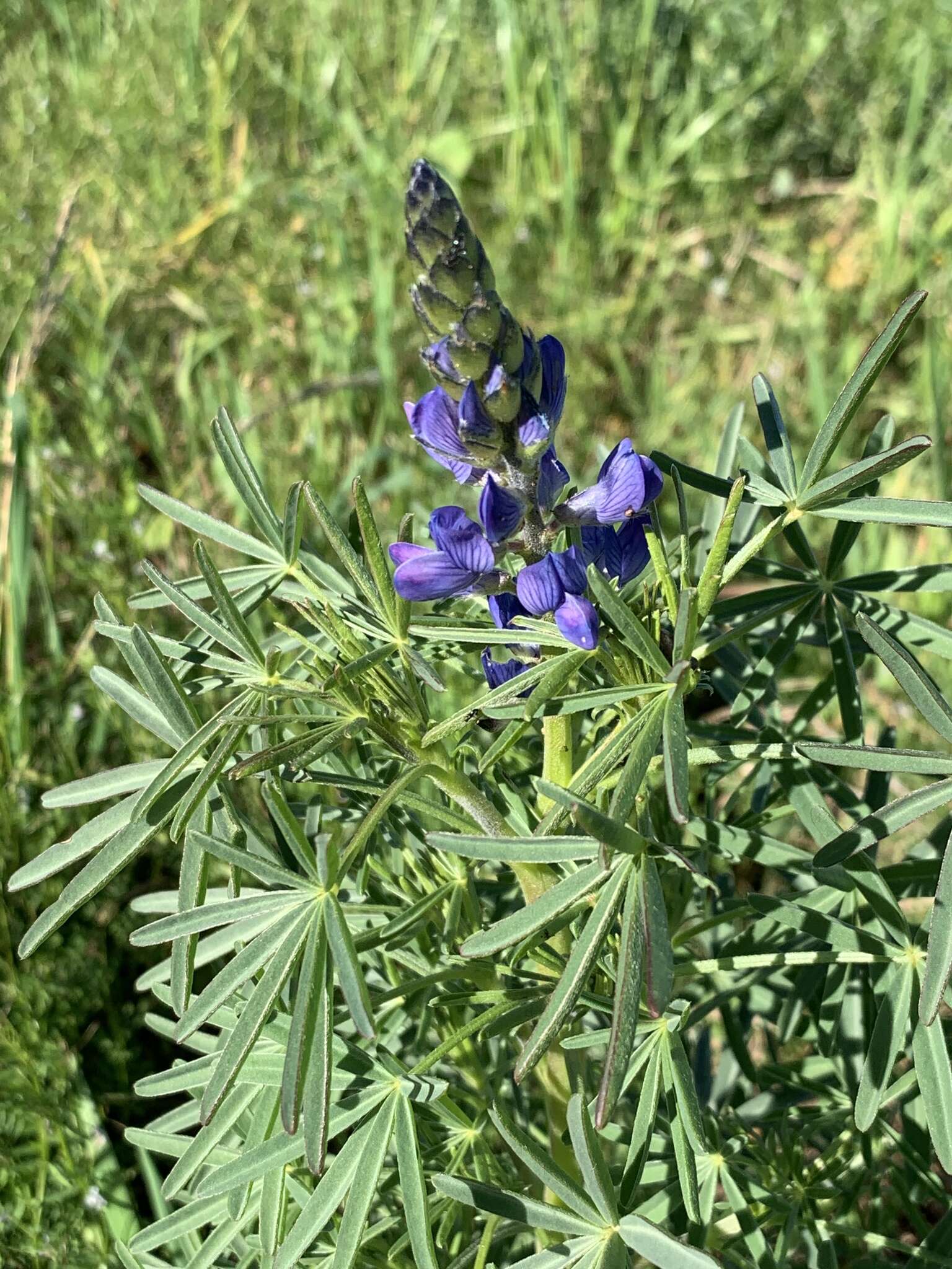 Image of narrowleaf lupine