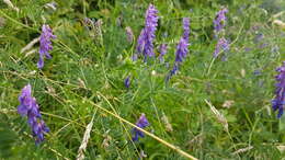 Image of bird vetch