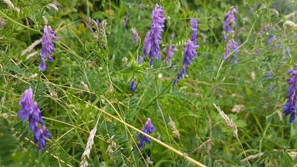 Image of bird vetch