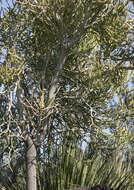 Image of Indiantree spurge