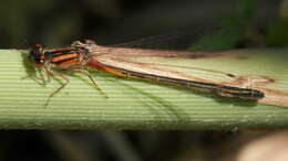 Image of Eastern Forktail