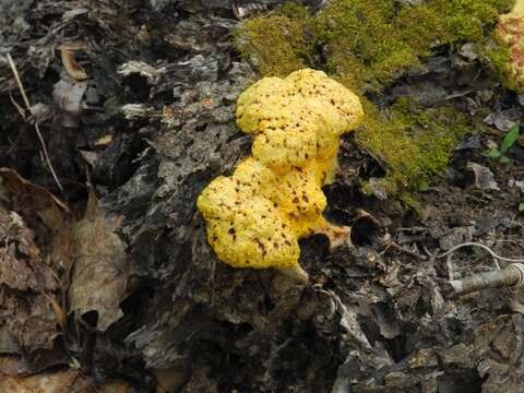 Image of Dog vomit slime mold