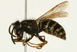 Image of Northern Aerial Yellowjacket